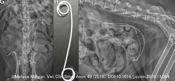 犬の尿管ステント留置術