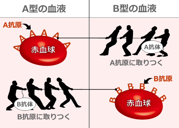 抗体と抗原による抗原抗体反応の模式図