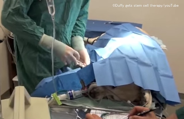 幹細胞治療では、犬の体内に培養した幹細胞を注射する