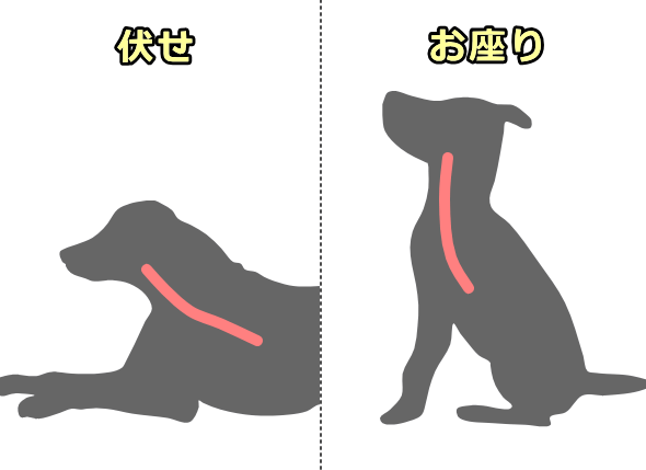 伏せた状態よりもおすわりの状態の方が飲み込むときの重力作用が大きい