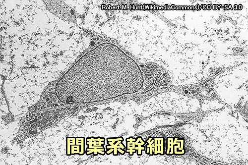間葉系幹細胞の顕微鏡写真