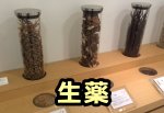 漢方の原料となる生薬