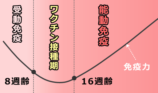 母犬からの受動免疫（移行抗体）の消失とワクチンの接種時期