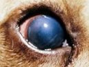 イヌ伝染性肝炎の回復期において見られる肝炎性ブルーアイ