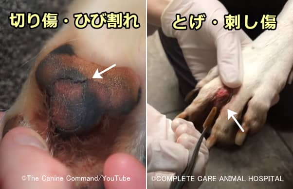 破傷風菌は犬の足にできたほんの小さな傷口から容易に侵入する