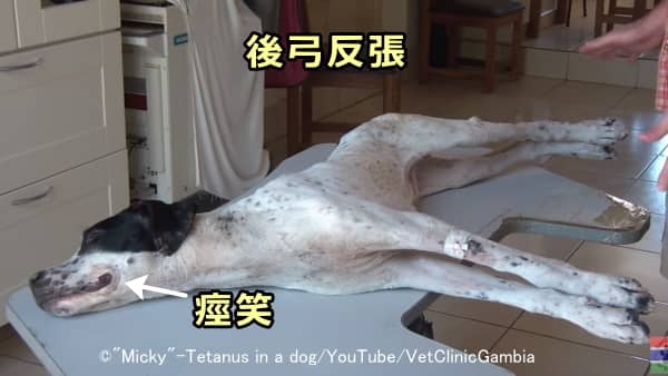 犬の破傷風で見られる「後弓反張」と「痙笑」