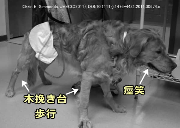 犬の破傷風で見られる「木挽き台歩行（竹馬様歩行）」