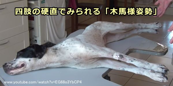 破傷風による四肢の硬直でよく見られる「木馬様姿勢」