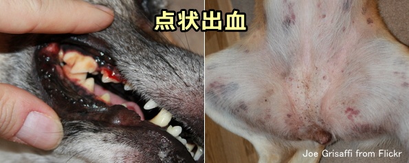 犬の口内粘膜と下半身に現れた点状出血