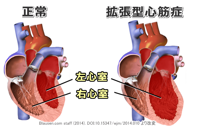 犬の拡張型心筋症 Dcm 症状 原因から予防 治療法まで心臓の病気を知る 子犬のへや