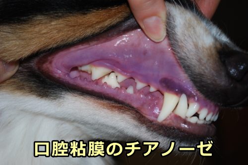 犬の口腔粘膜におけるチアノーゼ