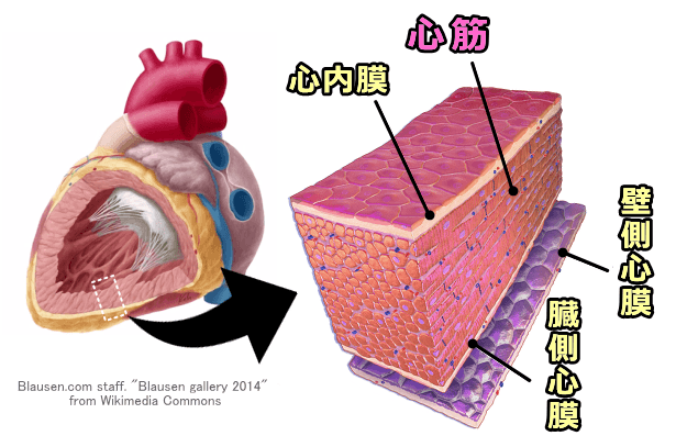 心臓における心筋層の模式図
