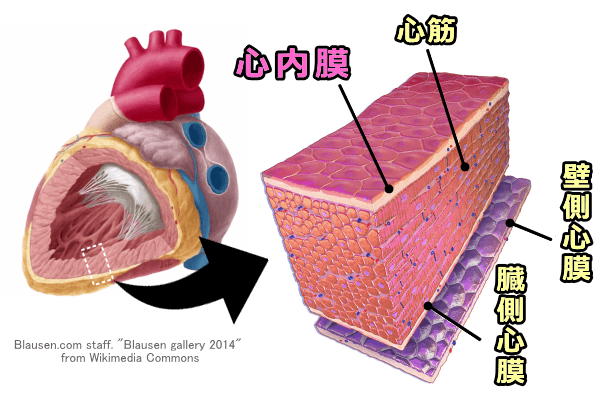 心臓壁における心内膜の模式図