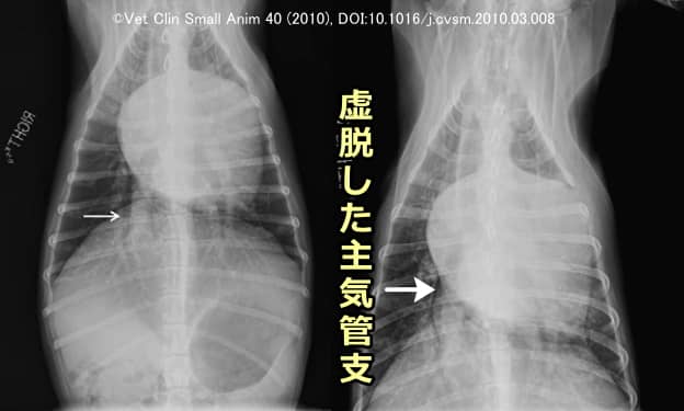 重度の僧帽弁閉鎖不全を抱えた犬の胸部X線画像（虚脱した主気管支を視認できる）