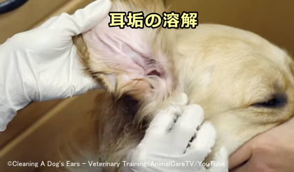 溶解成分を含んだ洗浄液で犬の耳垢を溶かす