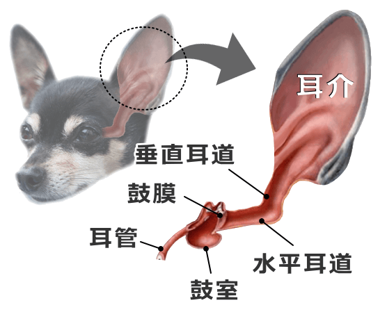 犬の外耳の構造