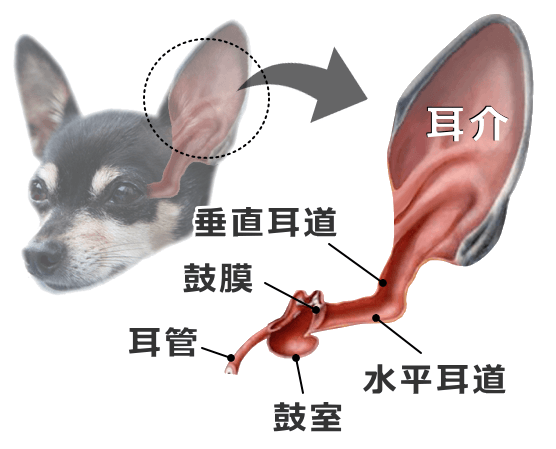 犬 耳 掃除