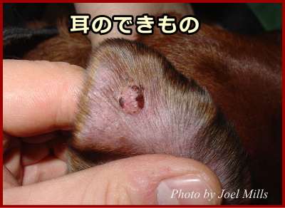 犬の耳腫瘍