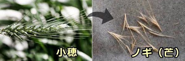 犬や猫の耳の異物混入として多い、植物のノギ（芒）