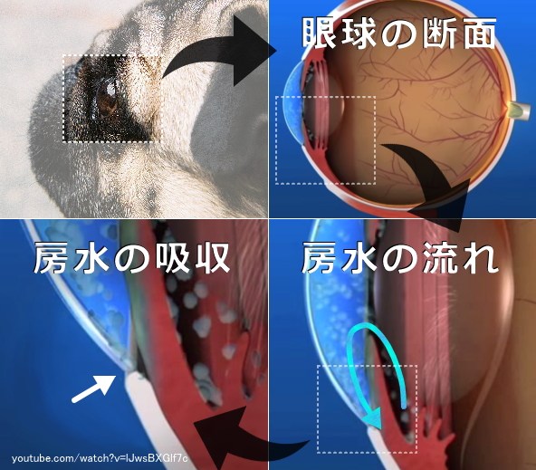 眼球内における防水の流れ