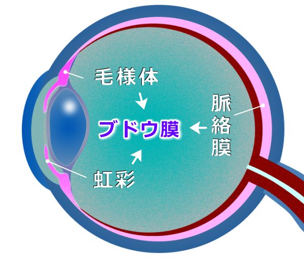 犬のブドウ膜の模式図～脈絡膜・毛様体・虹彩