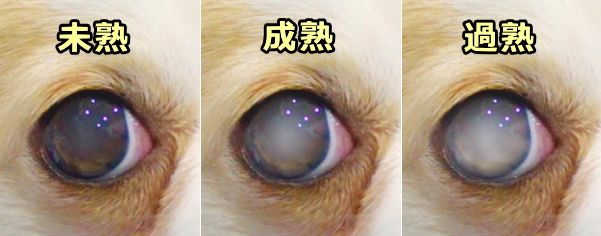 犬の白内障のステージ～未熟・成熟・過熟