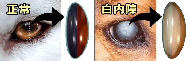 正常な犬の眼球と白内障にかかった犬の眼球