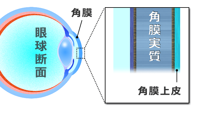角膜の肉眼的・顕微鏡的模式図