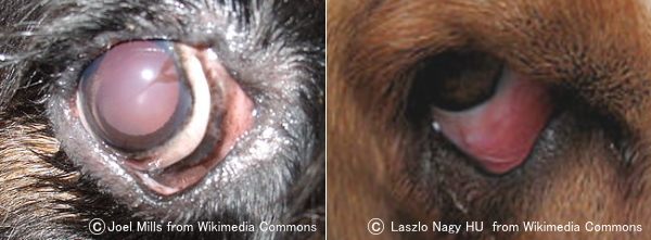 犬の眼瞼外反症～下まぶたが常時めくれている状態