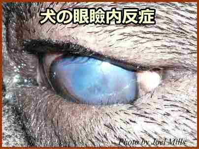 犬の眼瞼内反症～まぶたが眼球に向かって内反してしまっている