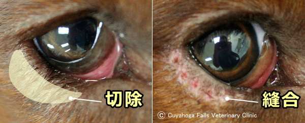 犬の眼瞼内反症に対する外科手術～Hotz-Celsus法