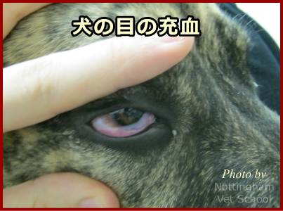 犬の目の充血～まぶたをめくりあげて白目部分を確認すると充血を視認できる