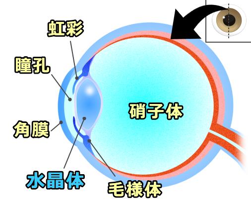 眼球断面図における水晶体の位置