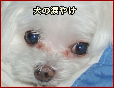 犬の涙やけ～目頭から鼻の横にかけての被毛が変色してしまう状態