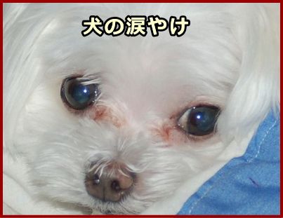 目やに 子犬