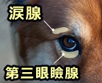 犬の涙腺と第三眼瞼腺の位置