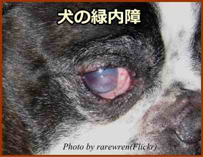 犬の緑内障～眼圧が高まったために眼球が膨張し、飛び出したような「牛眼」を示している
