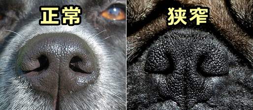 犬の正常な外鼻孔と狭窄を起こした外鼻孔の比較