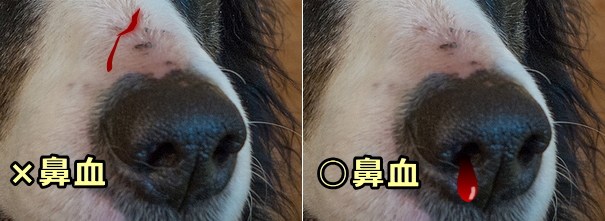 犬の鼻の外側における出血と鼻血の違い