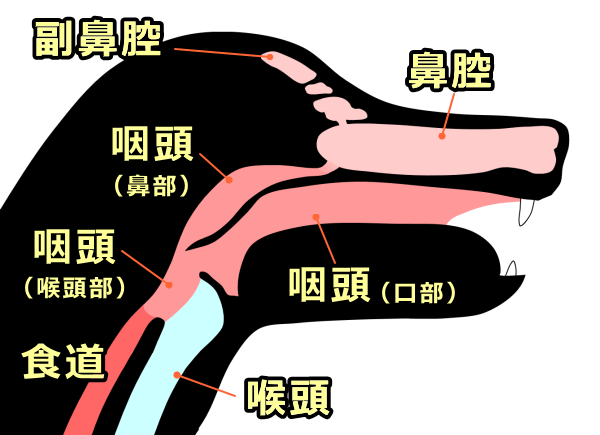 犬の咽頭の断面図