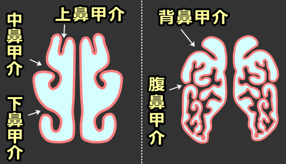 人間と犬の鼻甲介断面比較図