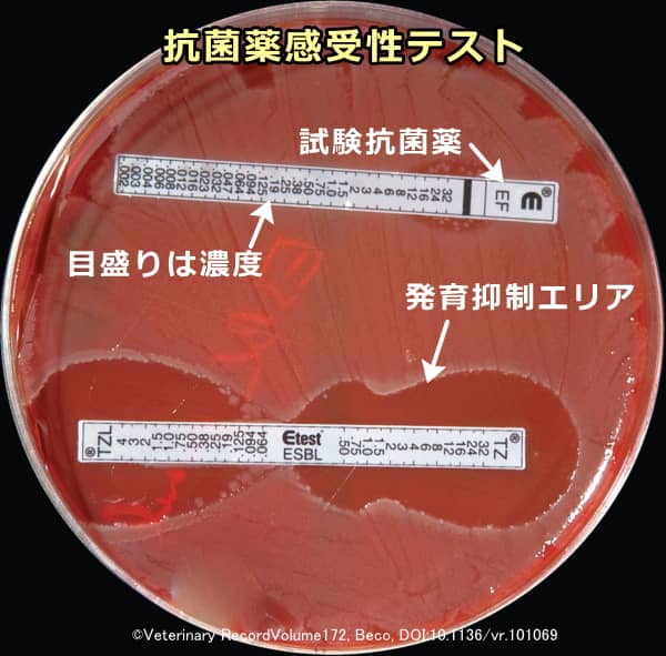 病原菌の薬剤耐性（感受性）を調べる最小発育阻止濃度（MIC）テスト
