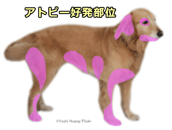 犬のアトピー性皮膚炎好発部位