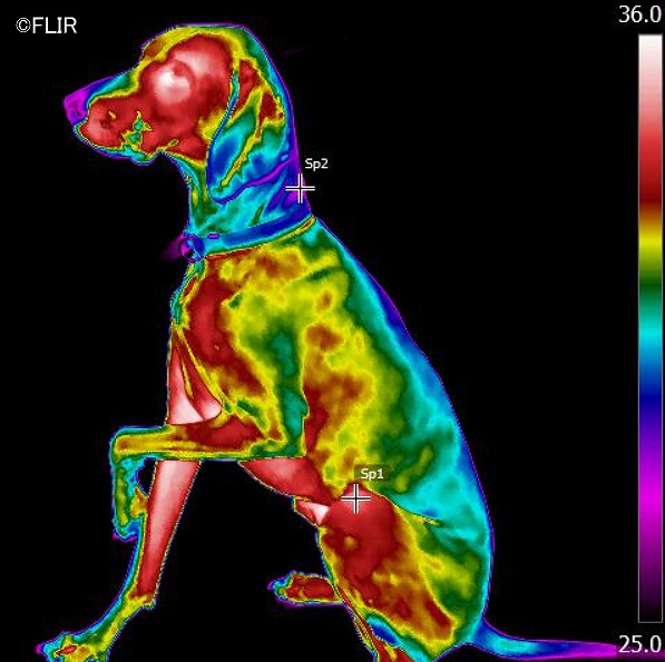 犬の体温には頭部や腹部が高く、四肢先端や尾が低いという温度勾配がある