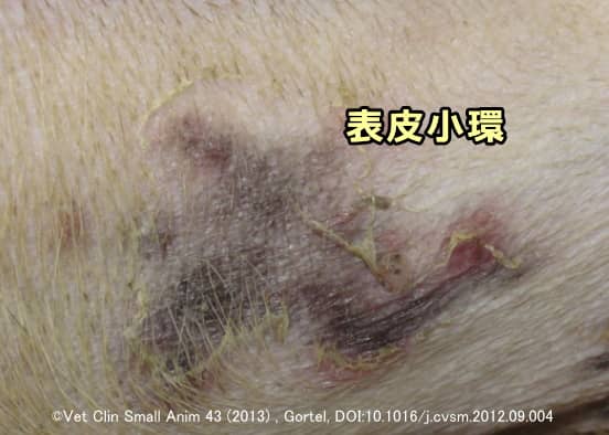 犬の表在性膿皮症の一種「表在性拡大性膿皮症」で見られるカラレット（表皮小環）