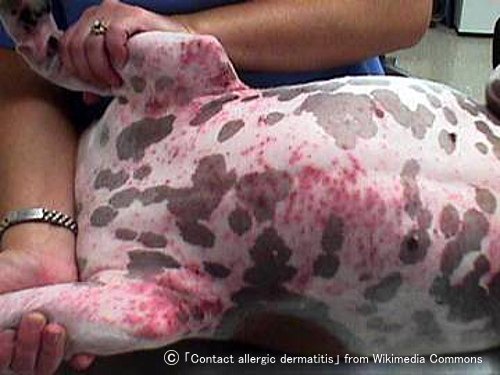 犬の腹部~鼠径部に発症した接触性アレルギーによる発赤