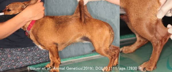 TNXB遺伝子の変異によってエーラス・ダンロス症候群（皮膚無力症）を発症したミックス種の犬