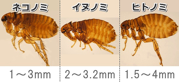 犬に寄生することが多いネコノミ、イヌノミ、ヒトノミの外観比較写真