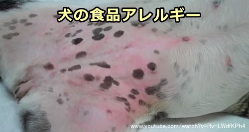 動物 アレルギー 治る