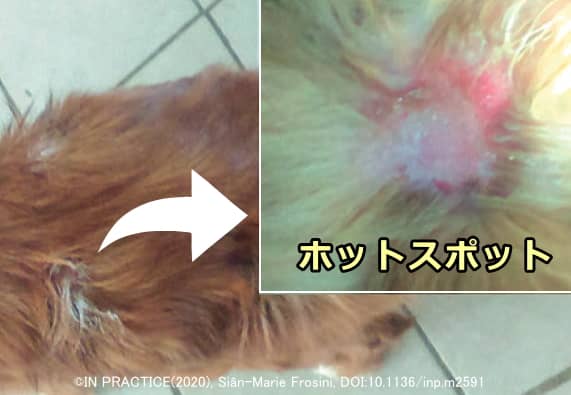 犬の膿皮症 症状 原因から検査 治療法まで皮膚病を知る 子犬のへや